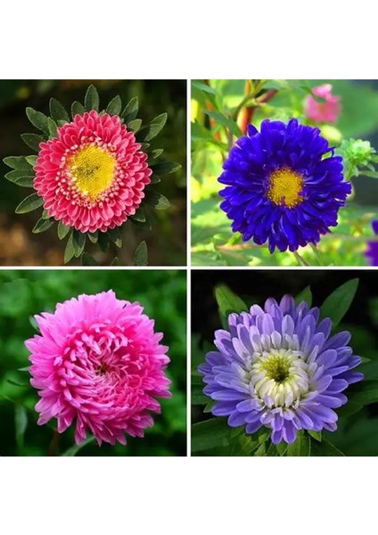 7 Adet Yıldız Dahlia Çiçek Soğanı Karışık 7 Renk Yeni Mahsulçimlenme Garantisi..