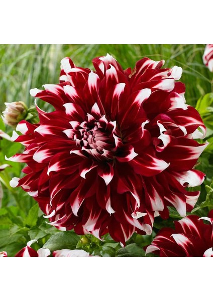 5 Adet Yıldız Dahlia Çiçek Soğanı Karışık 5 Renk Yeni Mahsulçimlenme Garantisi..