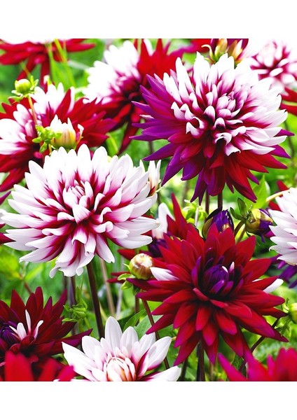 8 Adet Yıldız Dahlia Çiçek Soğanı .çift Renk.iki Renkli. Yeni Mahsul.çimlenme Garantisi.. modelleri