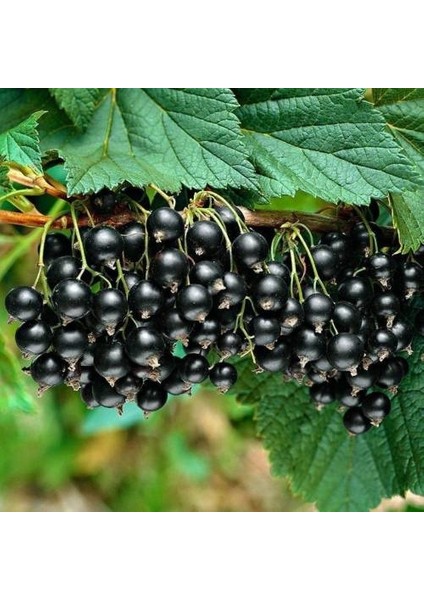 KOKULU FRENK ÜZÜMÜ FİDANI 2 ADET