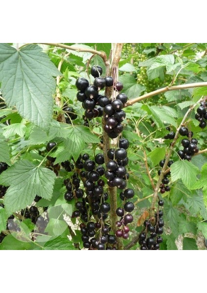 KOKULU FRENK ÜZÜMÜ FİDANI 2 ADET modelleri