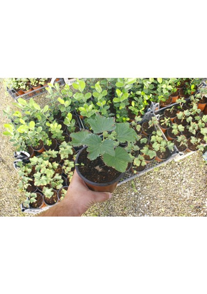 KOKULU FRENK ÜZÜMÜ FİDANI 2 ADET fırsatları