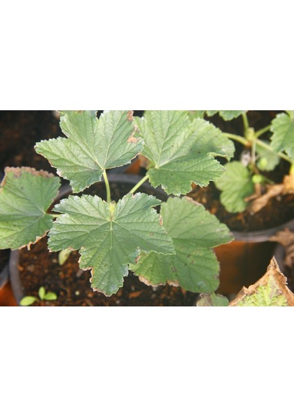 KOKULU FRENK ÜZÜMÜ FİDANI 2 ADET indirimleri