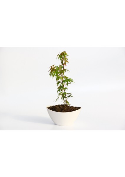 Bonsai Japon Akçaağacı Hediyelik