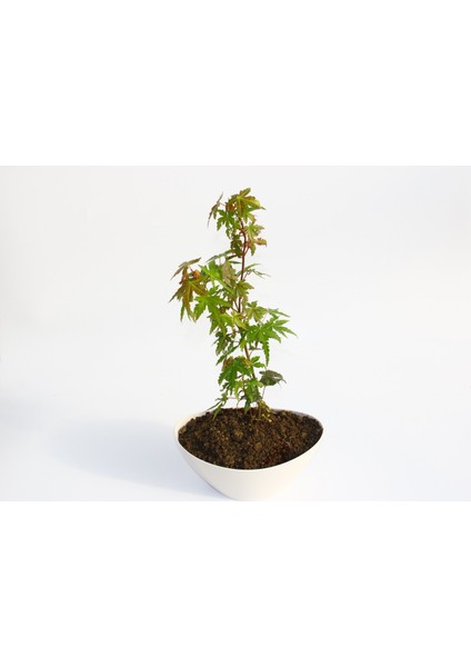 Bonsai Japon Akçaağacı Hediyelik modelleri
