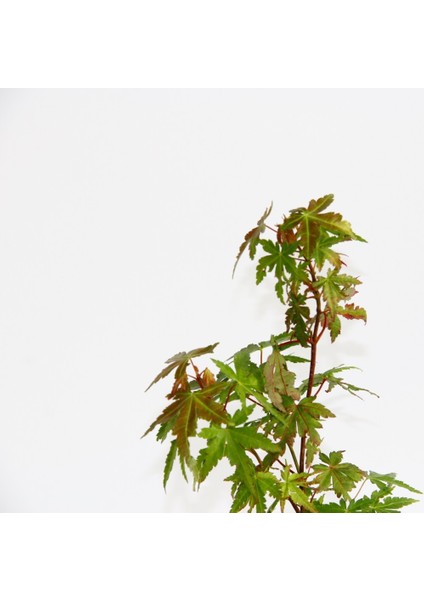 Bonsai Japon Akçaağacı Hediyelik fırsatları