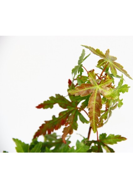 Bonsai Japon Akçaağacı Hediyelik indirimleri