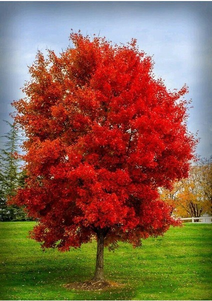 KIRMIZI AMERİKAN MEŞESİ FİDANI - KIZIL MEŞE