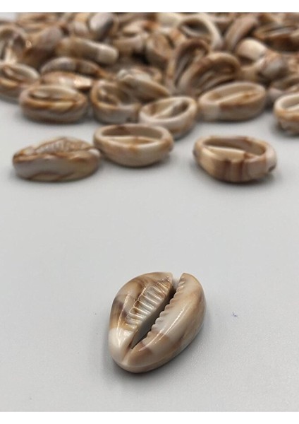 50 Adet Akrelik Deniz Kabuğu 2 cm