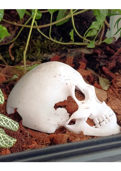 Dekoratif Kuru Kafa Akvaryum Dekor