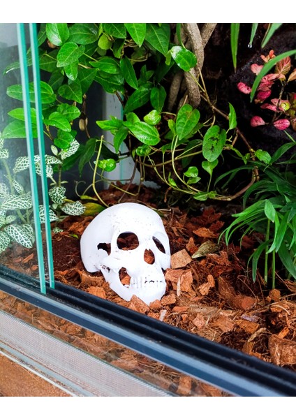 Dekoratif Kuru Kafa Akvaryum Dekor fiyatları