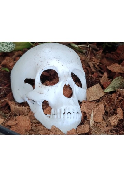 Dekoratif Kuru Kafa Akvaryum Dekor modelleri