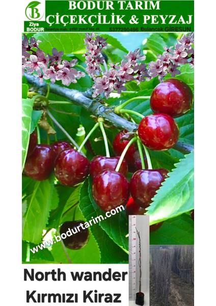 Bulancak 2 Yaşında Yarı Bodur Aşılı Tüplü Topraklı North Wander Kırmızı Kiraz Meyve Fidanı