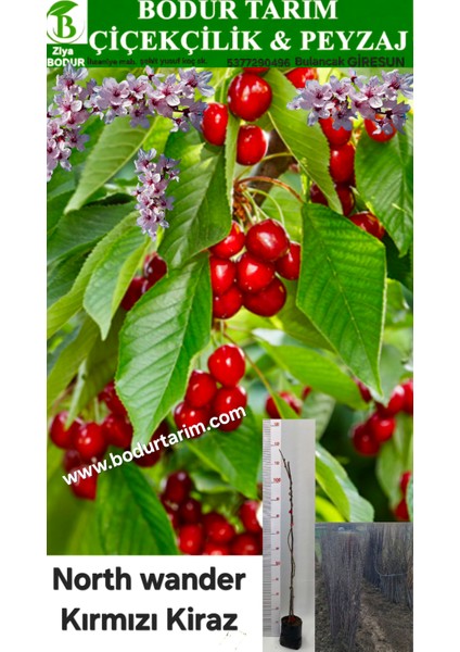 Bulancak 2 Yaşında Yarı Bodur Aşılı Tüplü Topraklı North Wander Kırmızı Kiraz Meyve Fidanı fiyatları
