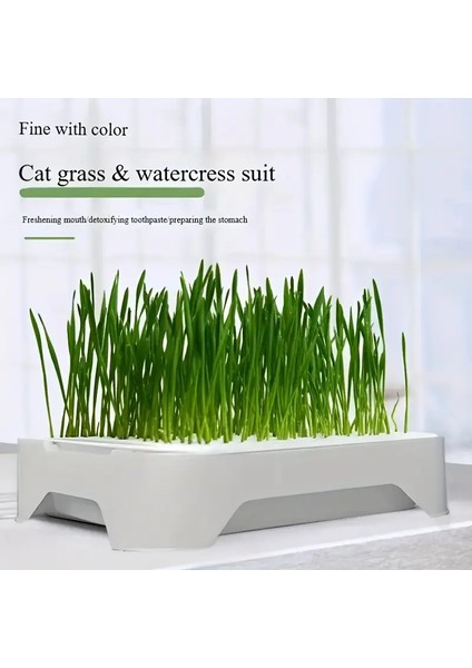 -Topraksız Suda Kedi Çimi Yetiştirme Kiti Versiyon 2