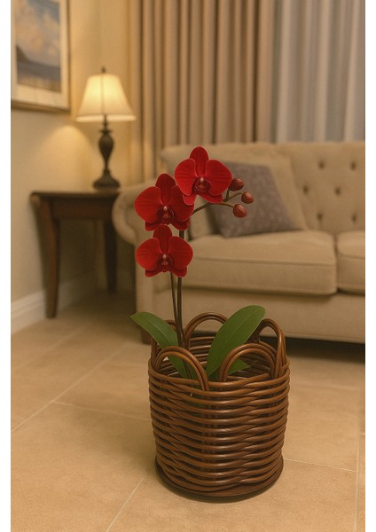 Premium Küçük Boy Orkide Saksılığı