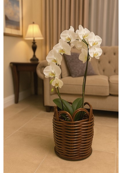 Premium Küçük Boy Orkide Saksılığı fiyatları