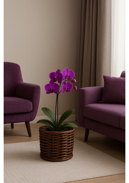 Premium Küçük Boy Orkide Saksılığı modelleri