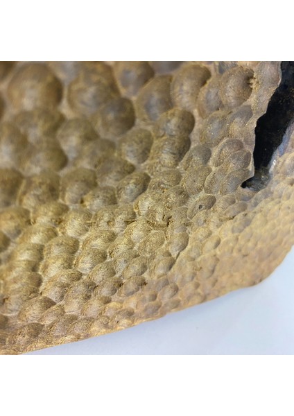 '' Elif '' Ceviz Ağacından Oyma Masif Tablo fiyatları