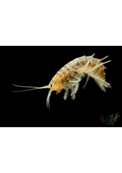 Kurutulmuş Karides (Gammarus) 100 gr modelleri