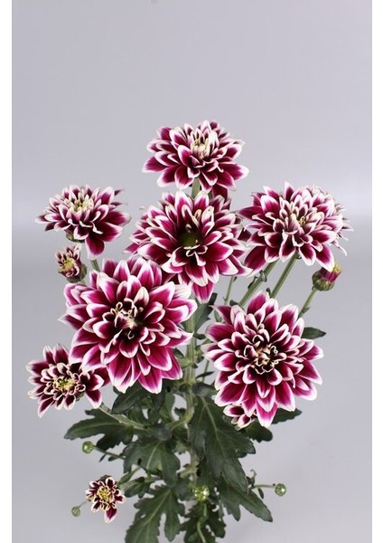 8 Adet Yıldız Dahlia Çiçek Soğanı .çift Renk.iki Renkli. Yeni Mahsul.çimlenme Garantisi..