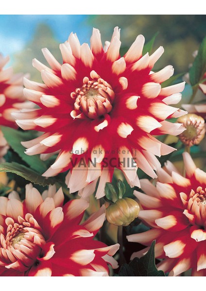 8 Adet Yıldız Dahlia Çiçek Soğanı .çift Renk.iki Renkli. Yeni Mahsul.çimlenme Garantisi.. fiyatları