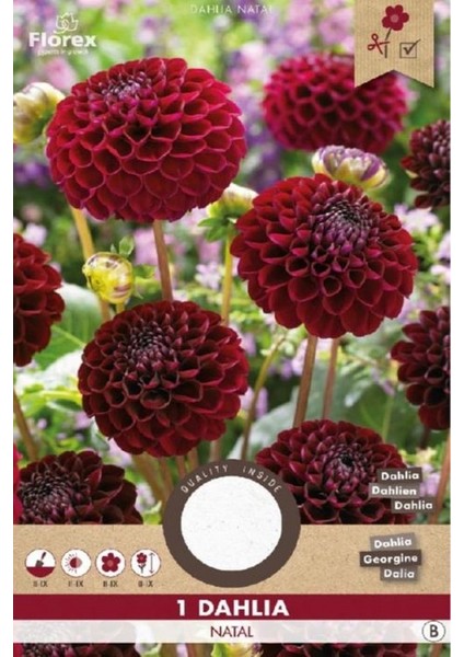 8 Adet Yıldız Dahlia Çiçek Soğanı .çift Renk.iki Renkli. Yeni Mahsul.çimlenme Garantisi.. modelleri