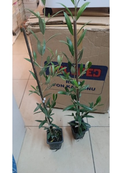 Arbequina Ispanyol Zeytin Fidanı 2 Adet