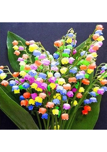 10 Adet Müge Çiçeği Rizomu .yumrusu .yeni Mahsul.karışık Renk.çimlenme Garantili. fiyatları