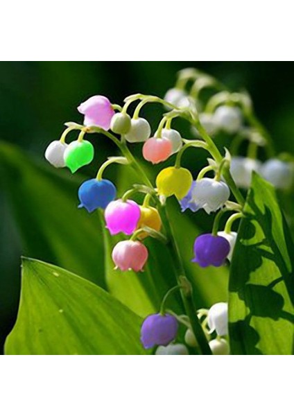 10 Adet Müge Çiçeği Rizomu .yumrusu .yeni Mahsul.karışık Renk.çimlenme Garantili. modelleri