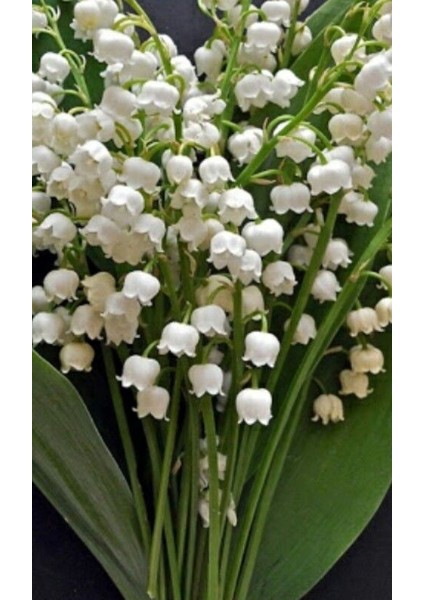 10 Adet Müge Çiçeği Rizomu .yumrusu .yeni Mahsul.karışık Renk.çimlenme Garantili.