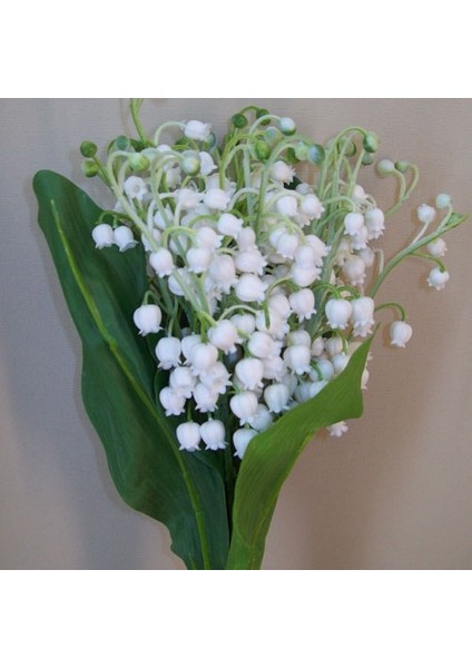 10 Adet Müge Çiçeği Rizomu .yumrusu .yeni Mahsul.karışık Renk.çimlenme Garantili.