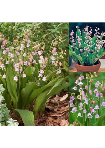 10 Adet Müge Çiçeği Rizomu .yumrusu .yeni Mahsul.karışık Renk.çimlenme Garantili. indirimleri