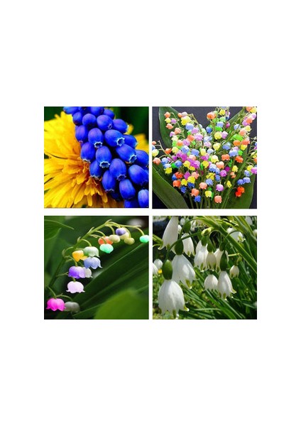 10 Adet Müge Çiçeği Rizomu .yumrusu .yeni Mahsul.karışık Renk.çimlenme Garantili. fiyatları