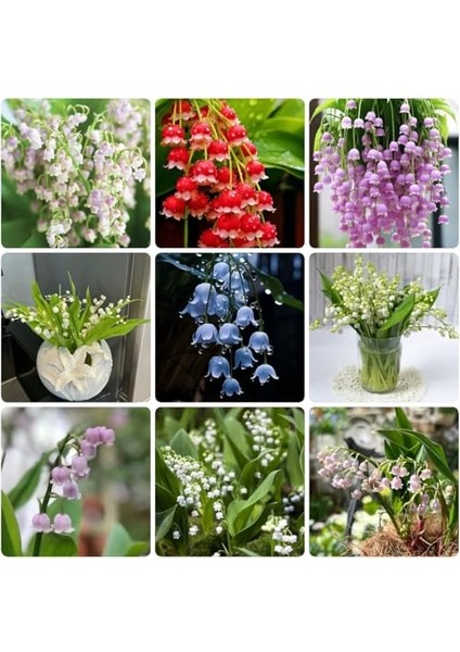 10 Adet Müge Çiçeği Rizomu .yumrusu .yeni Mahsul.karışık Renk.çimlenme Garantili.