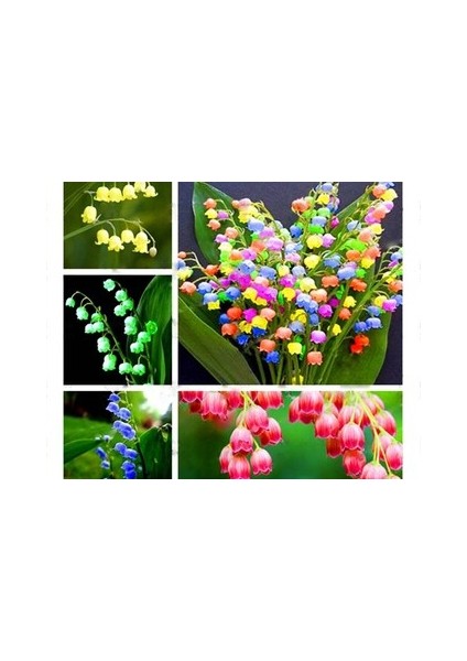 10 Adet Müge Çiçeği Rizomu .yumrusu .yeni Mahsul.karışık Renk.çimlenme Garantili. fırsatları