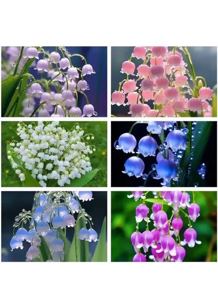 10 Adet Müge Çiçeği Rizomu .yumrusu .yeni Mahsul.karışık Renk.çimlenme Garantili. fiyatları