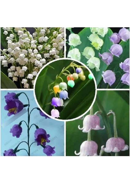 10 Adet Müge Çiçeği Rizomu .yumrusu .yeni Mahsul.karışık Renk.çimlenme Garantili. modelleri