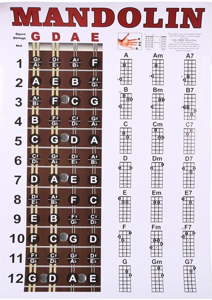 Mandolin Poster Grafiği Akor Müzikal Eğitim Enstrüman Kılavuzu Akorlar Kabar Parmak Grafiği (Yurt Dışından)