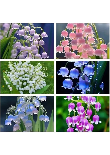 10 Adet Müge Çiçeği Rizomu .yumrusu .yeni Mahsul.karışık Renk.çimlenme Garantili. fiyatları