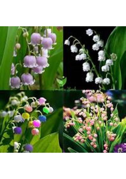 10 Adet Müge Çiçeği Rizomu .yumrusu .yeni Mahsul.karışık Renk.çimlenme Garantili. modelleri