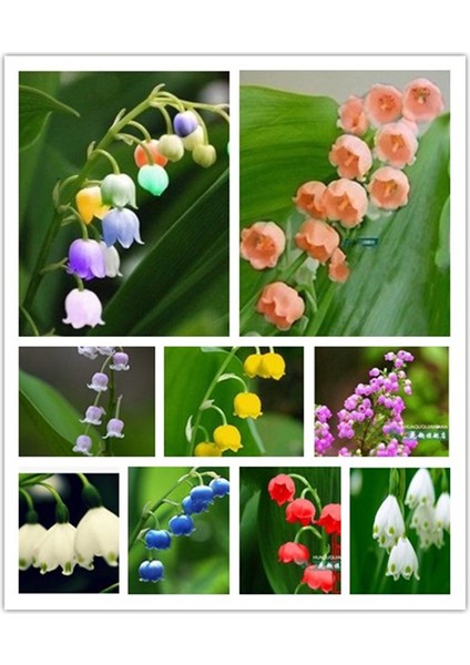 10 Adet Müge Çiçeği Rizomu .yumrusu .yeni Mahsul.karışık Renk.çimlenme Garantili. fırsatları