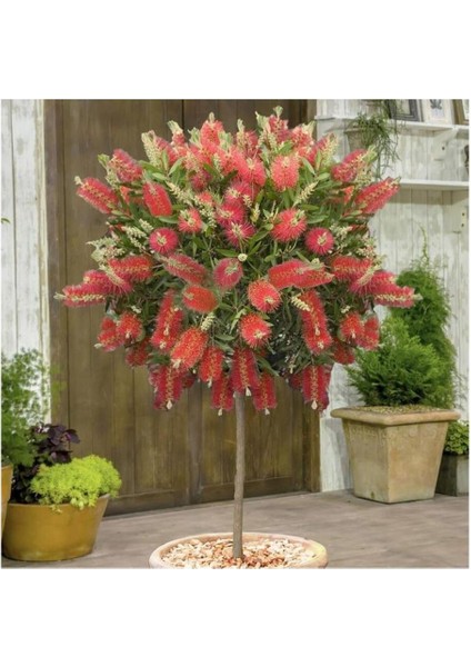 Tüplü Fırça Çalısı Fidanı 30-60 cm