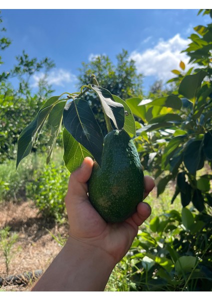 Zutano AVOKADO(200GR ÜZERI)(5ADET)