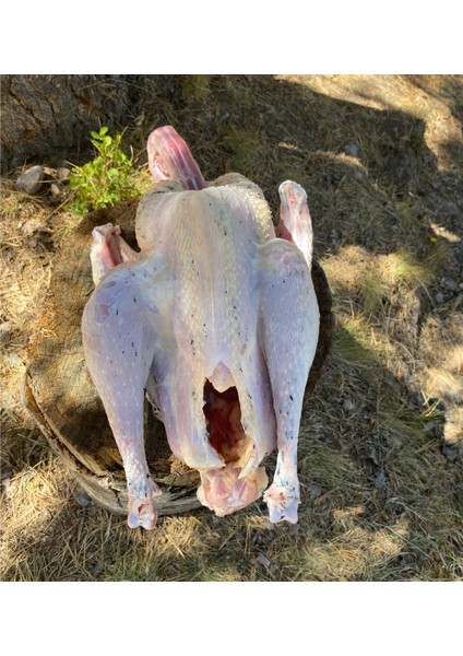 organik yaylım köy hindisi ( 3,2 - 4 kg ) full organik fiyatları