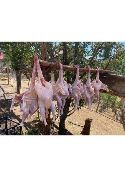 organik yaylım köy hindisi ( 3,2 - 4 kg ) full organik modelleri