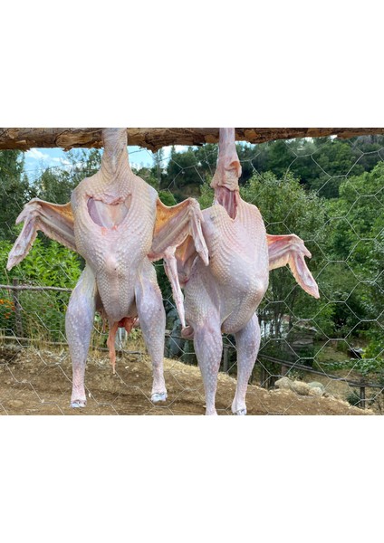 organik yaylım köy hindisi ( 3,2 - 4 kg ) full organik fırsatları