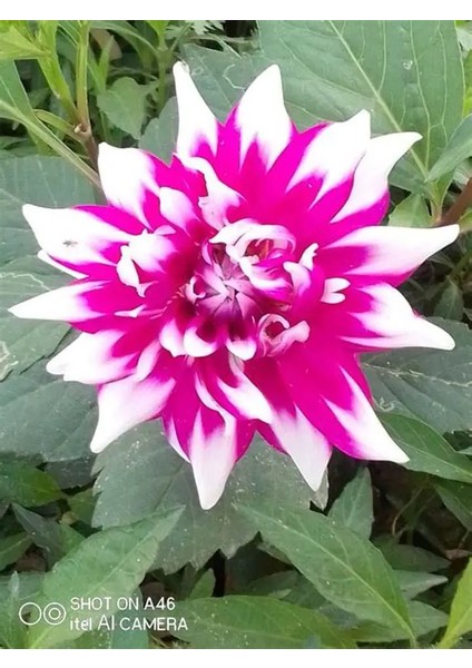 15 Adet Dev Yıldız Dahlia Çiçeği Soğanı Yumrusu 7 Cm.yeni Mahsul.. 12 Farklı Renk fırsatları