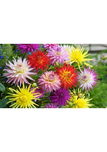 15 Adet Dev Yıldız Dahlia Çiçeği Soğanı Yumrusu 7 Cm.yeni Mahsul.. 12 Farklı Renk