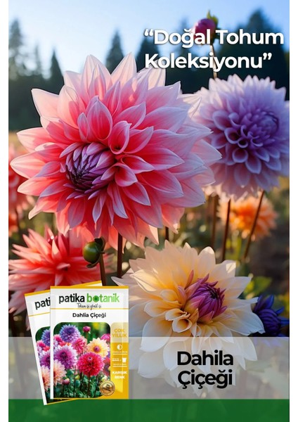 15 Adet Dev Yıldız Dahlia Çiçeği Soğanı Yumrusu 7 Cm.yeni Mahsul.. 12 Farklı Renk